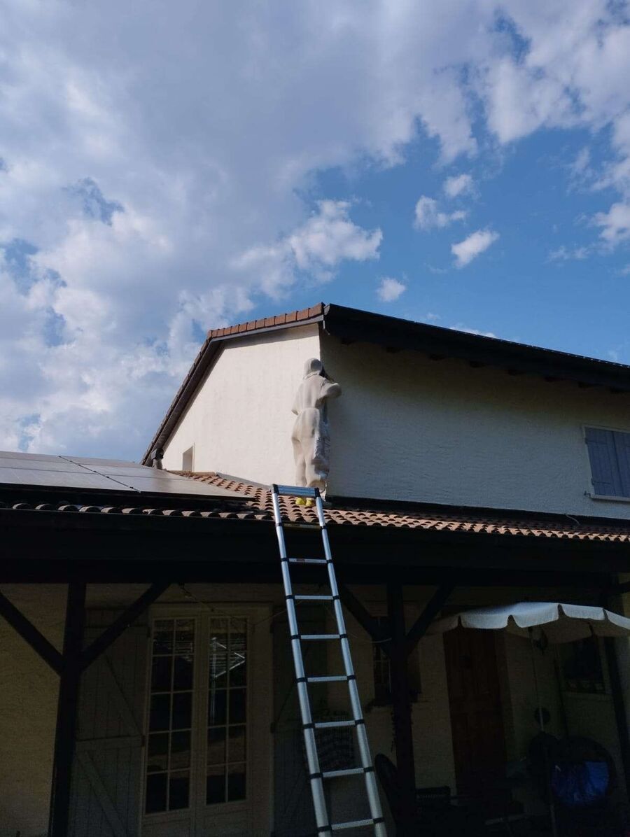  Bienennest entfernen.jpeg