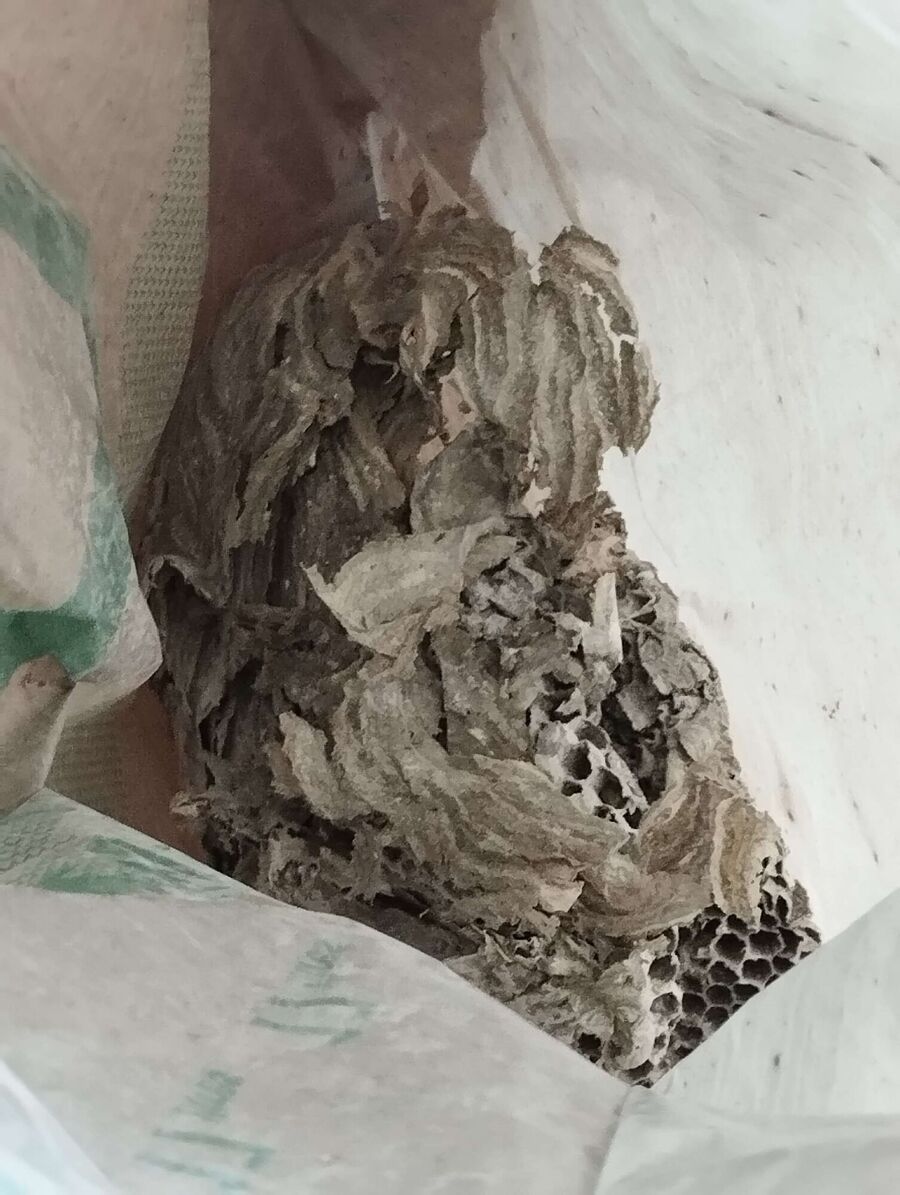  Bienennest entfernen