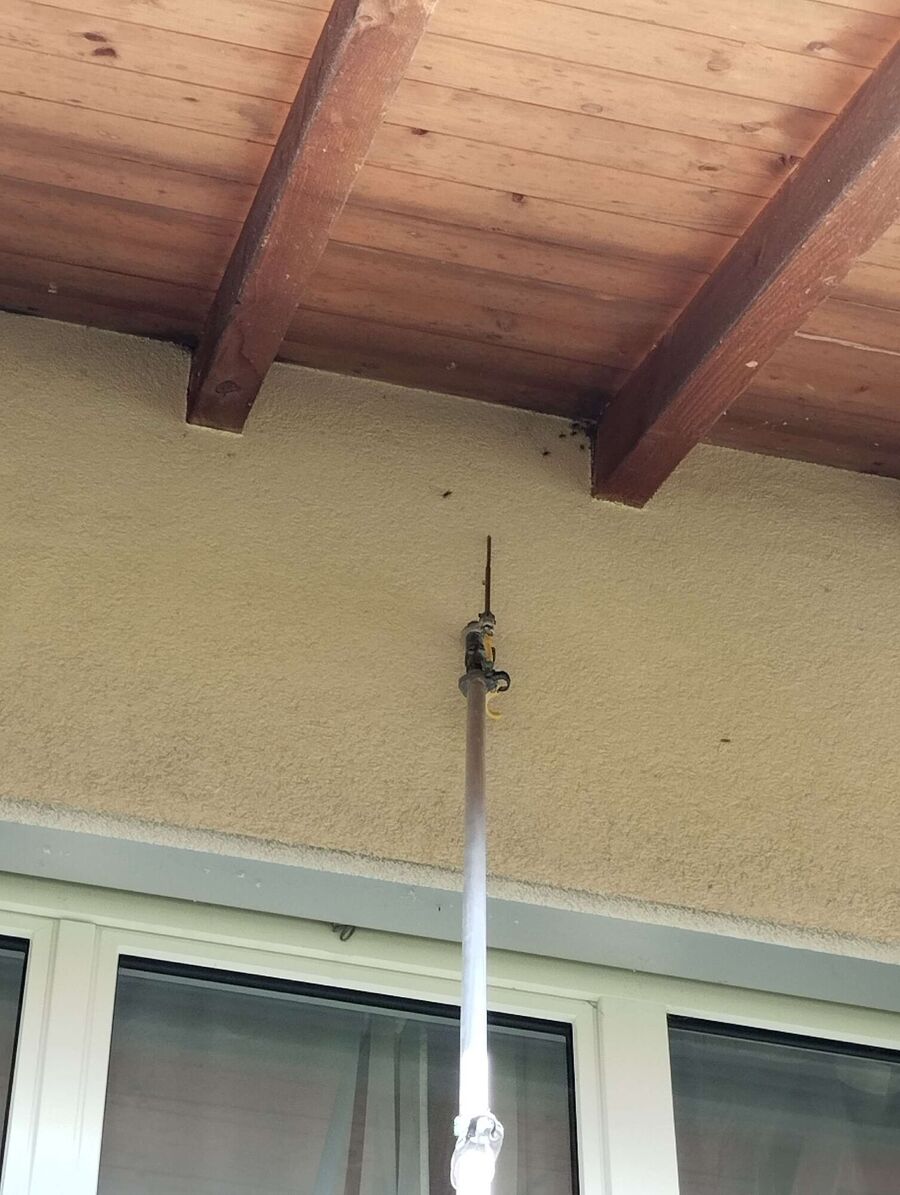  Bienennest entfernen