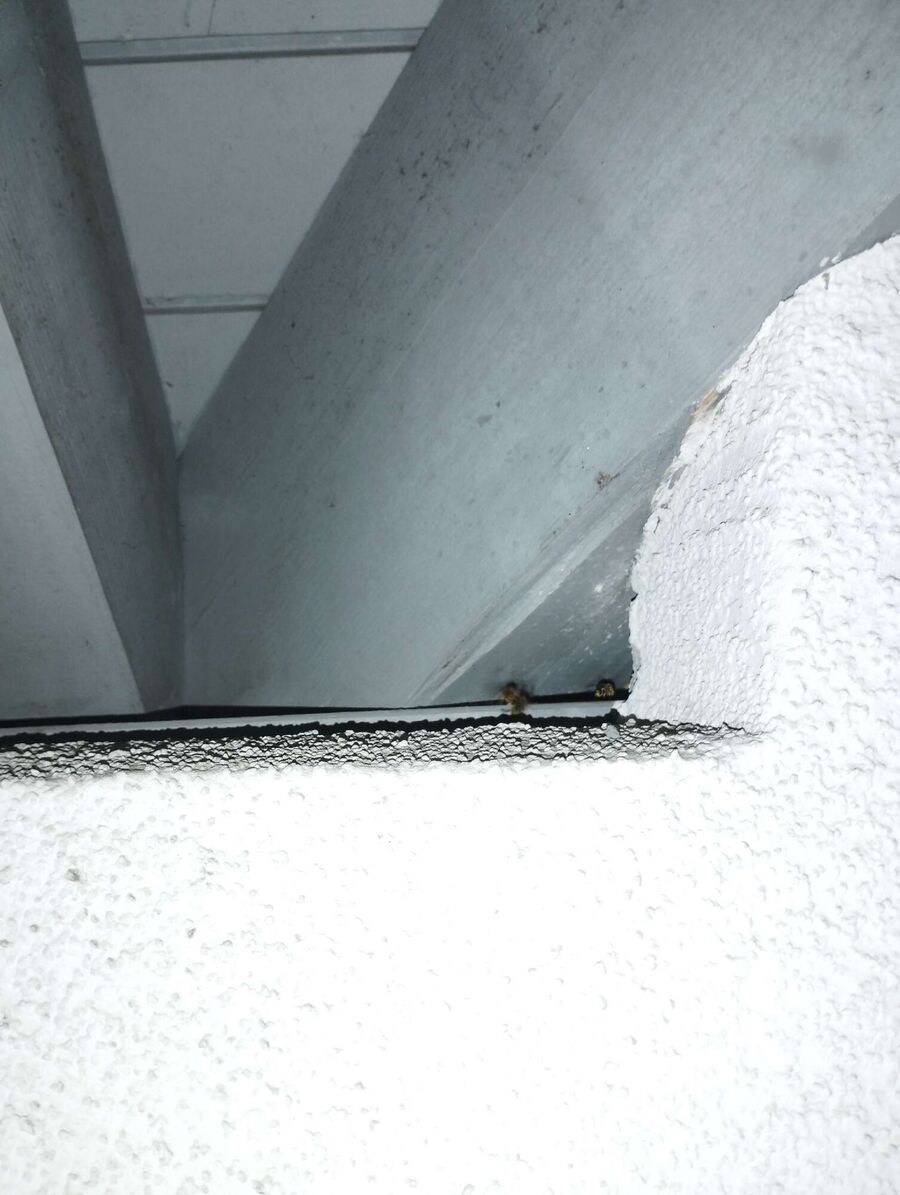 Bienen umsiedeln &  Bienennest entfernen 