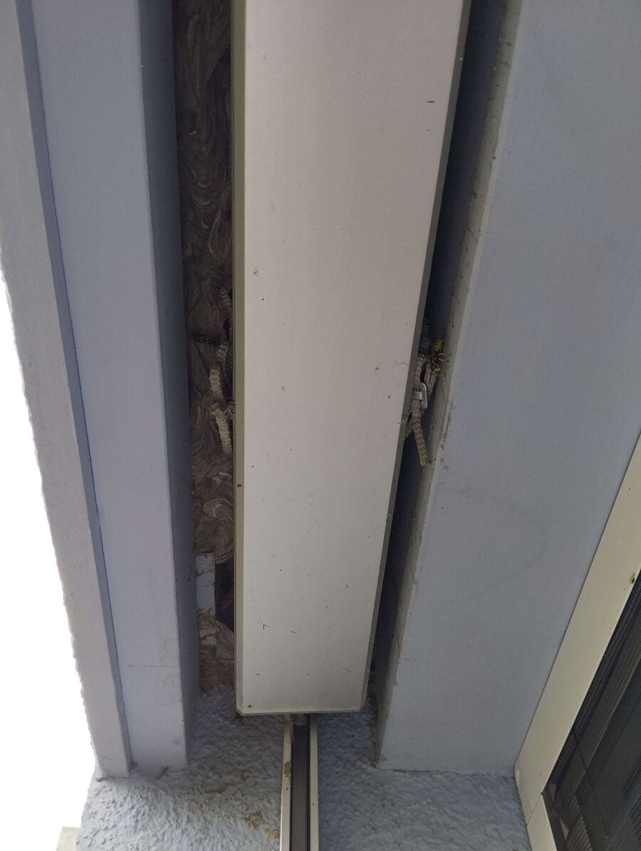  Bienennest entfernen.jpeg