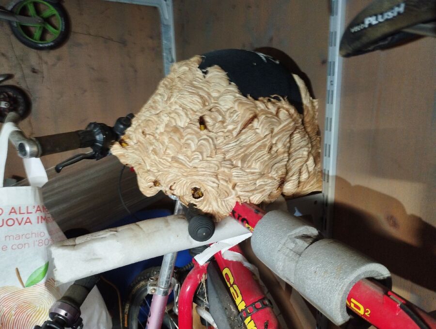 Bienen umsiedeln &  Bienennest entfernen 