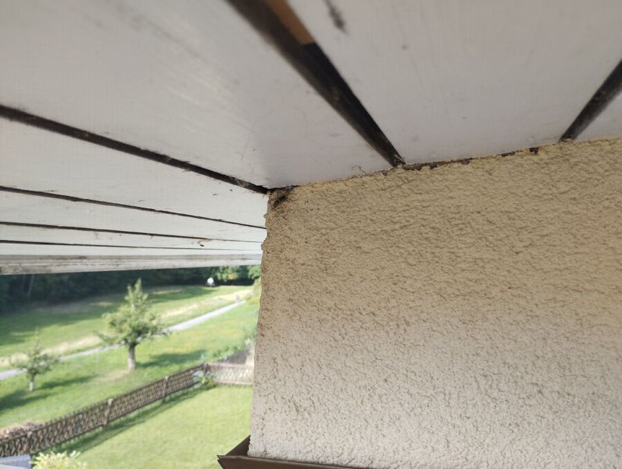 Bienen umsiedeln &  Bienennest entfernen 