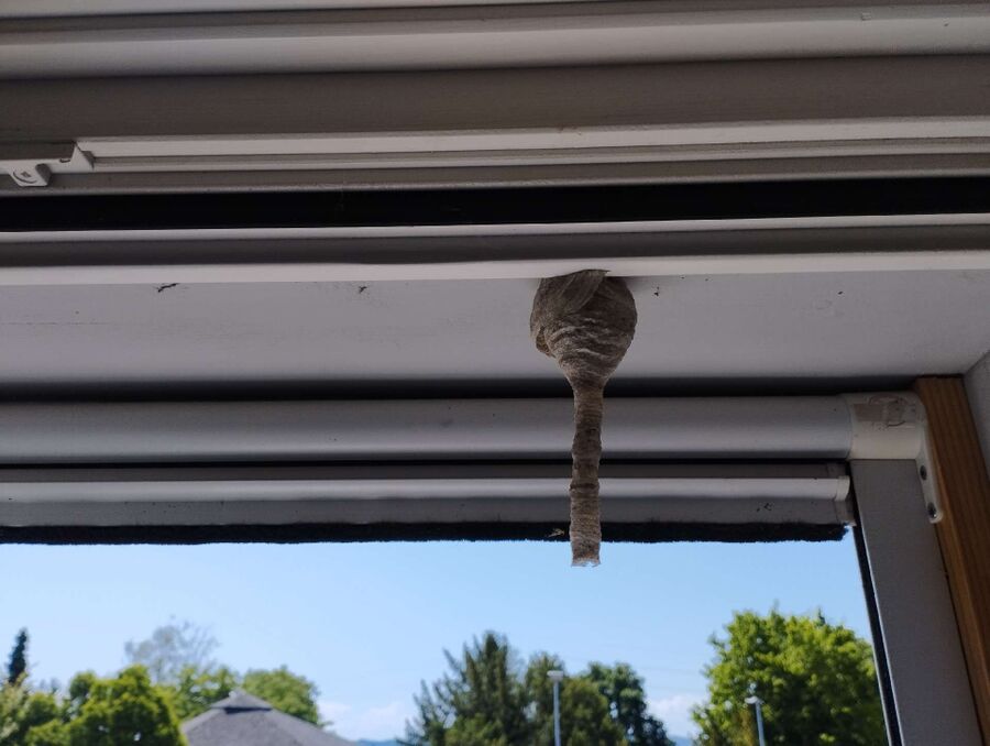  Bienennest entfernen