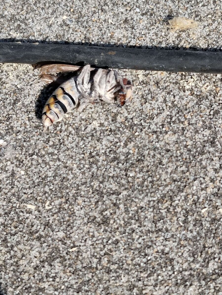  Bienennest entfernen.jpeg