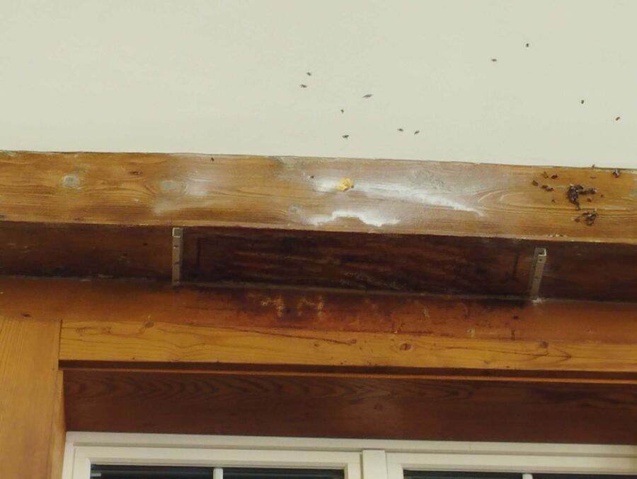  Bienennest entfernen.jpeg