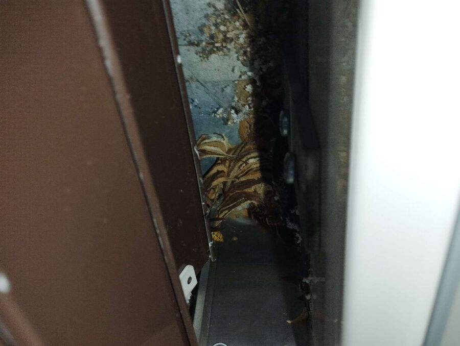  Bienennest entfernen