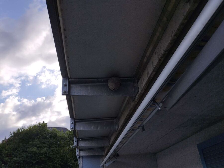  Bienennest entfernen