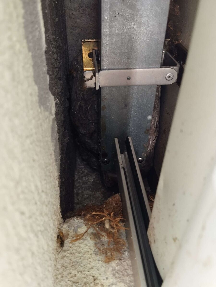  Bienennest entfernen