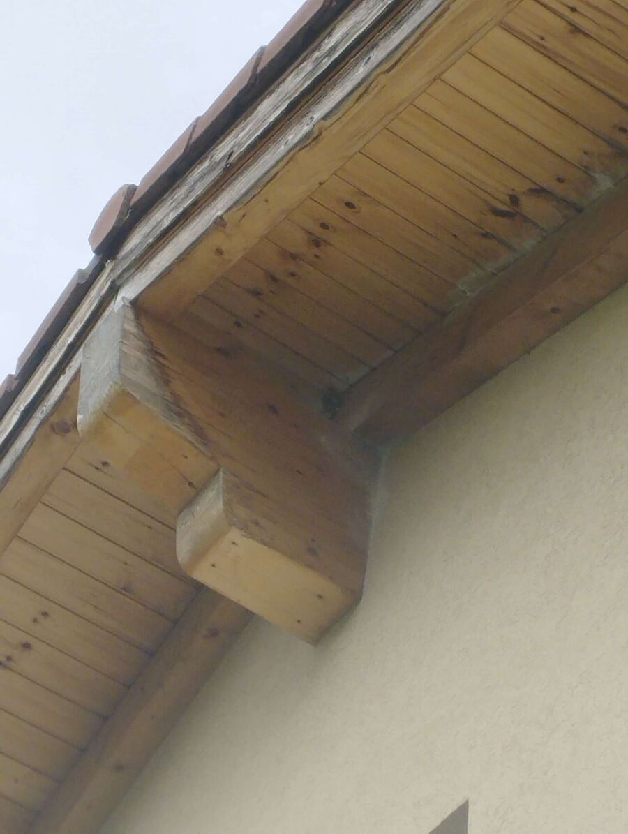 bienennest-am-haus-entfernen.jpg