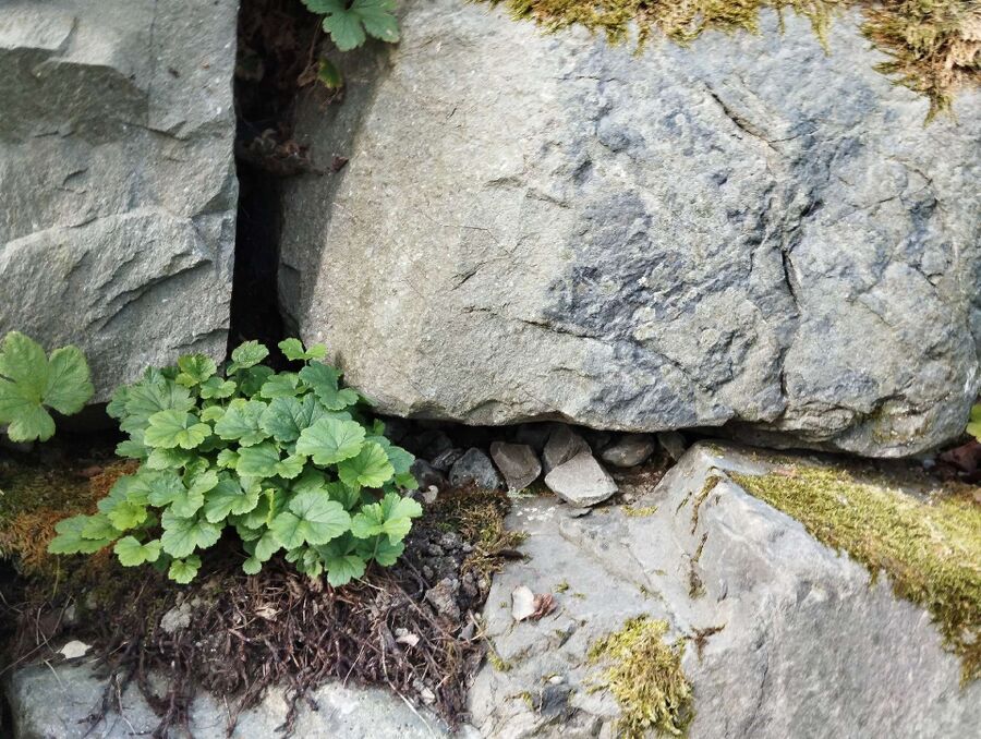 Bienen umsiedeln &  Bienennest entfernen 