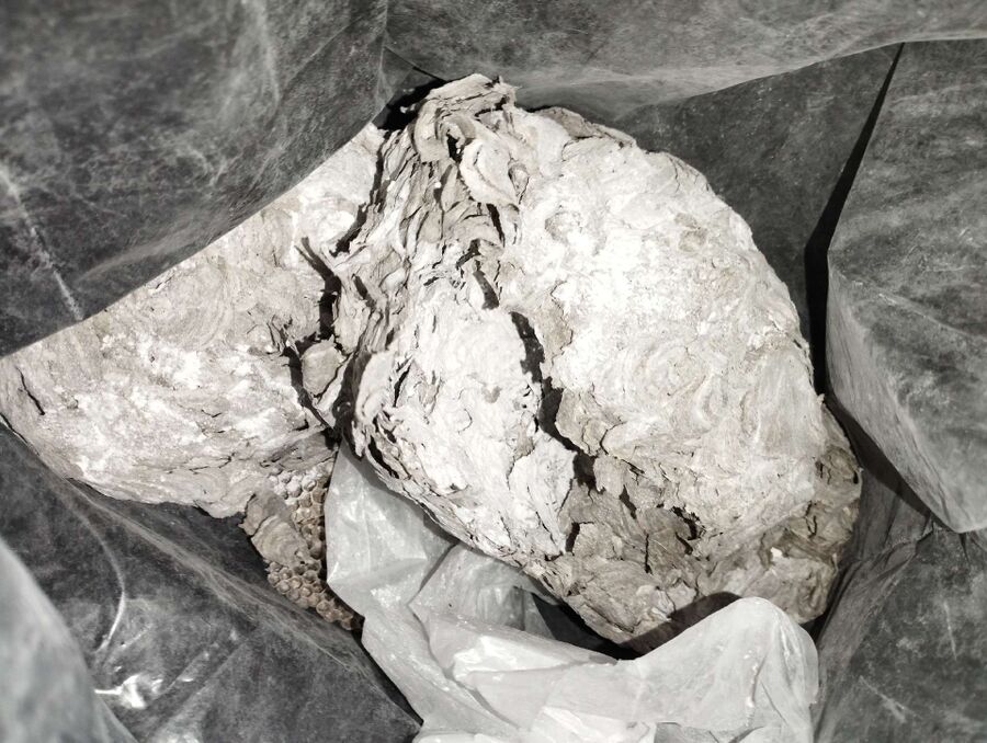  Bienennest entfernen