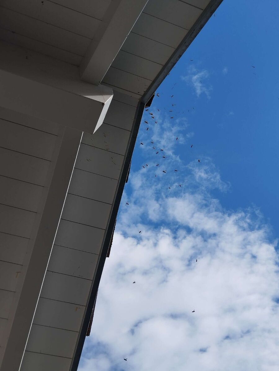 Bienen umsiedeln &  Bienennest entfernen 