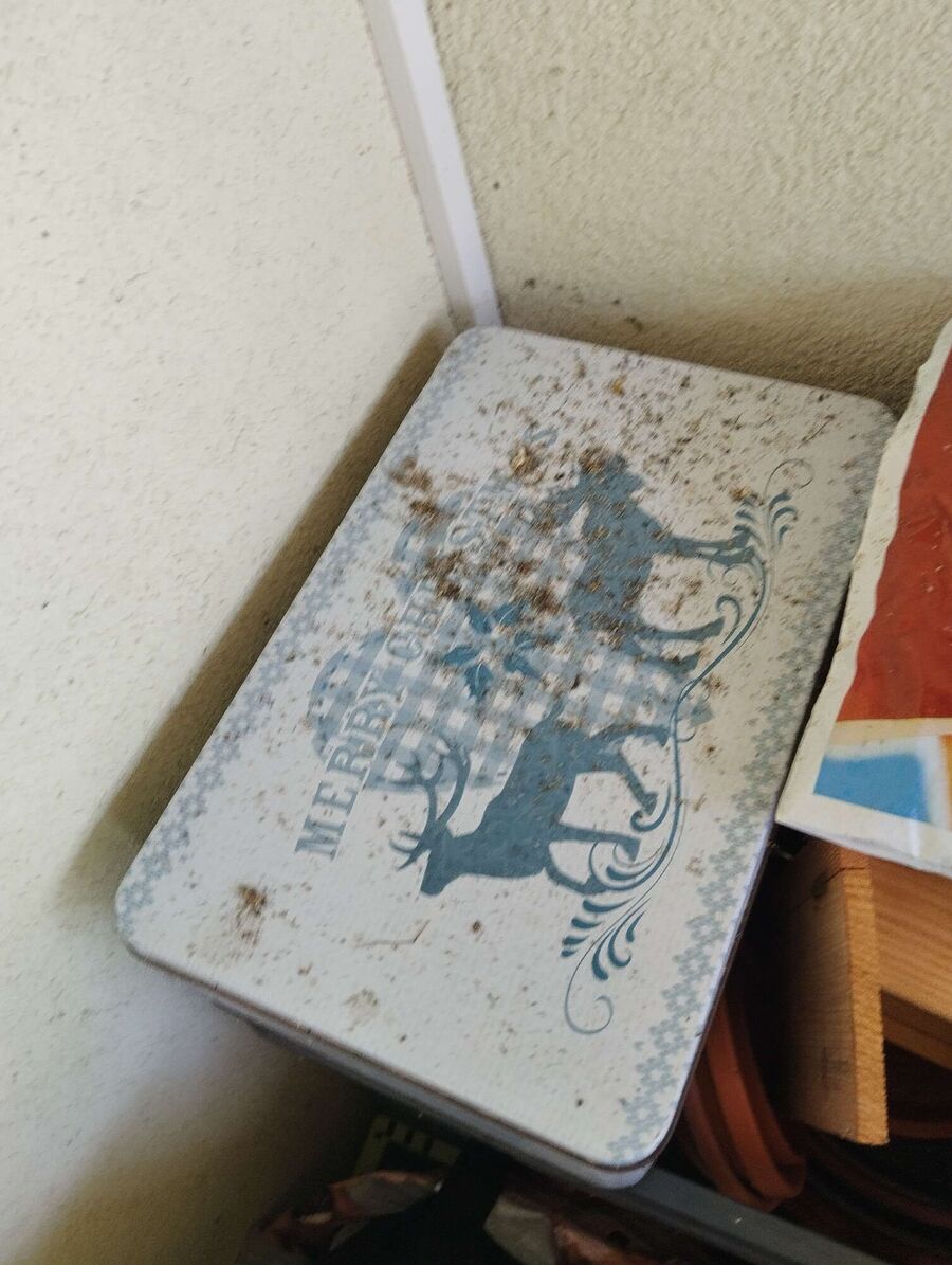 Bienen umsiedeln &  Bienennest entfernen 