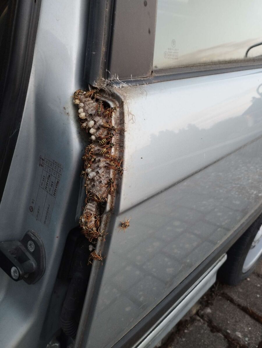 Bienennest entfernen