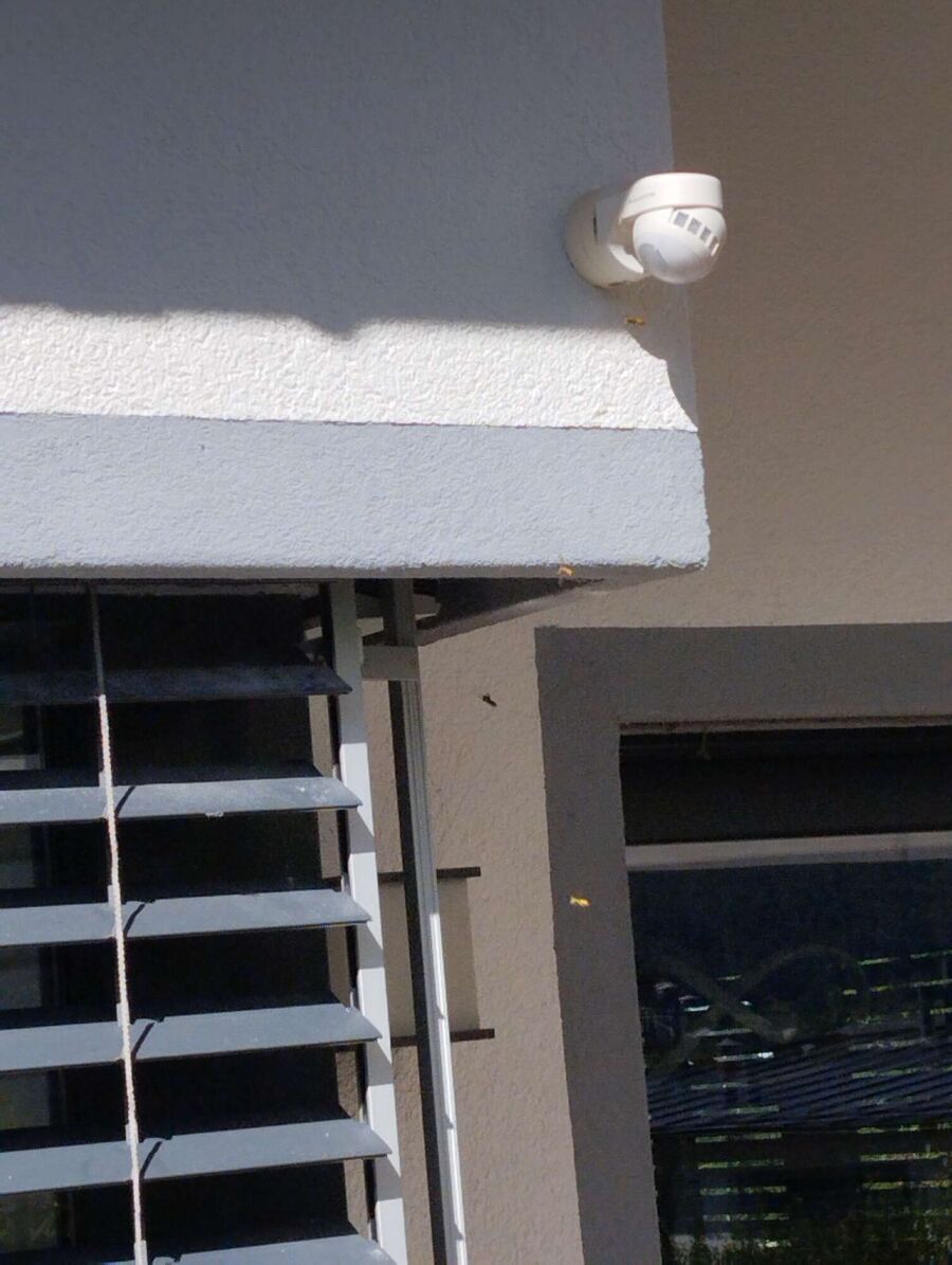  Bienennest entfernen.jpeg