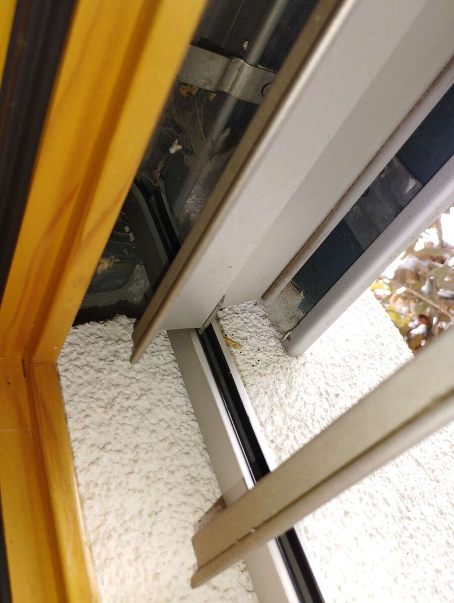  Bienennest entfernen