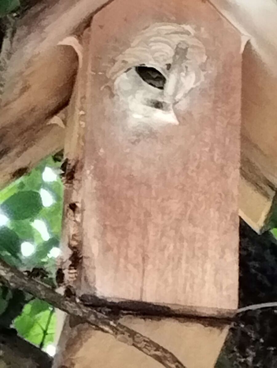  Bienennest entfernen.jpeg