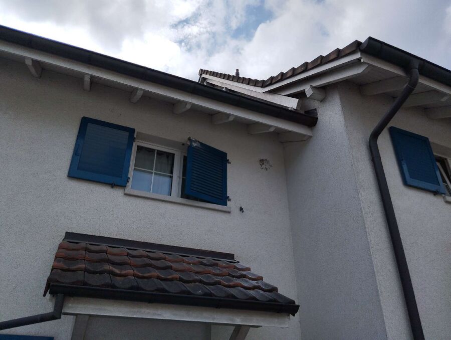 Bienen umsiedeln &  Bienennest entfernen 