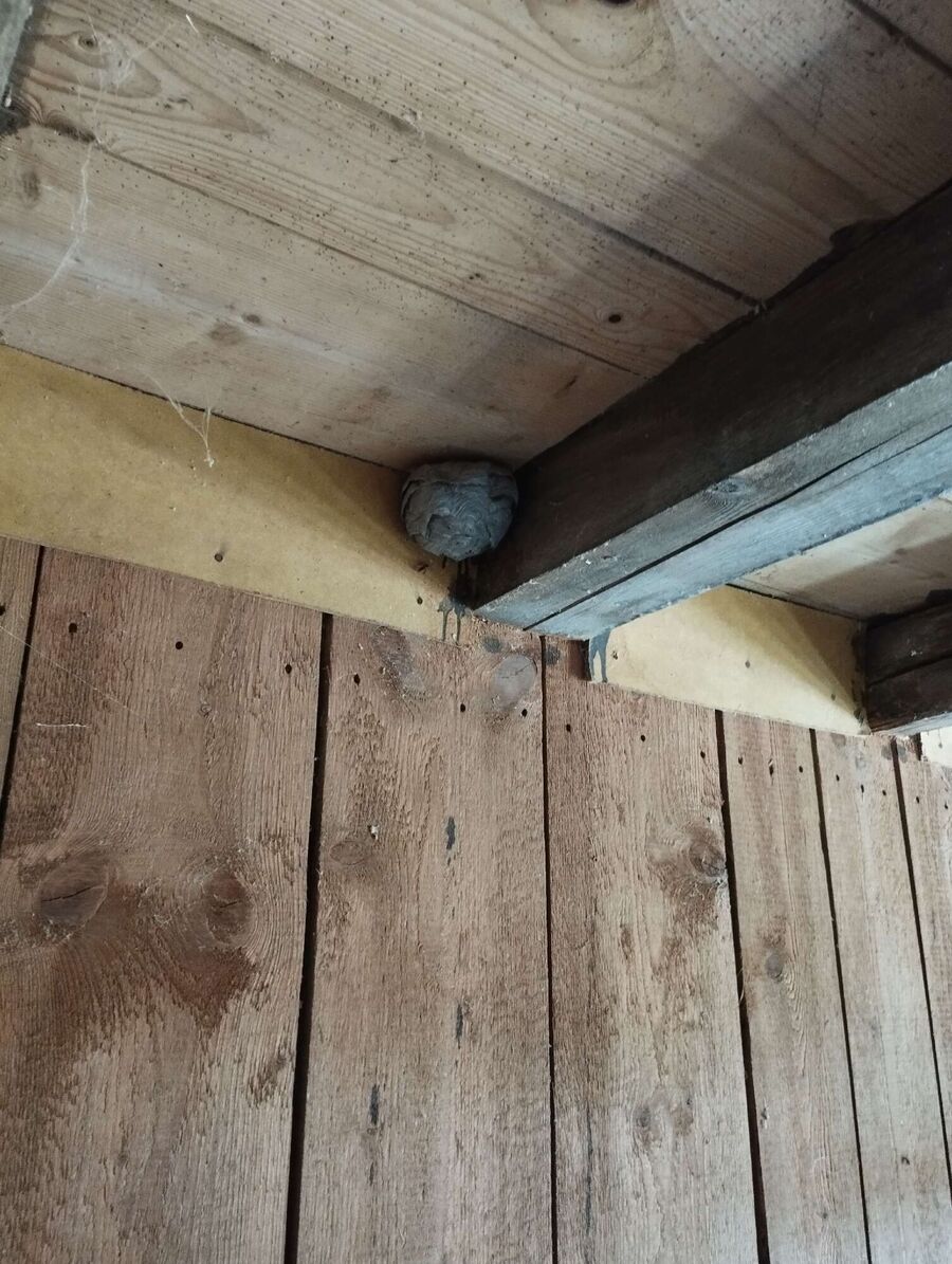 Bienen umsiedeln &  Bienennest entfernen 