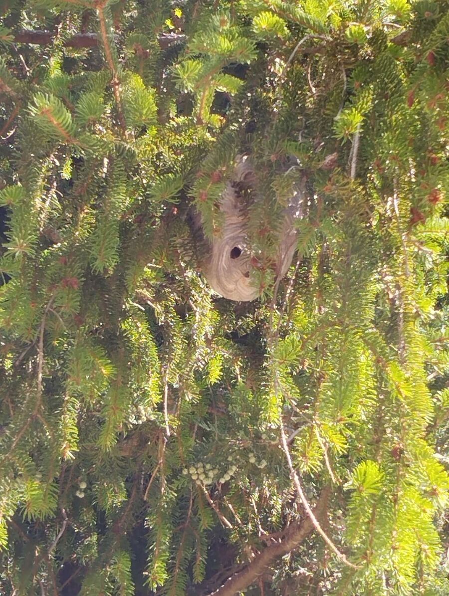  Bienennest entfernen.jpeg