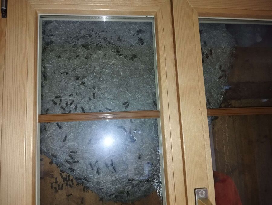 bienennest-am-haus-entfernen.jpg