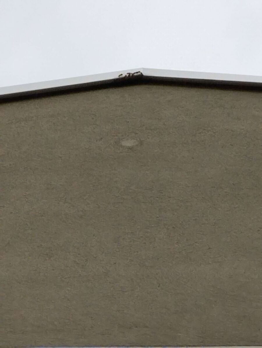 Bienen umsiedeln &  Bienennest entfernen 