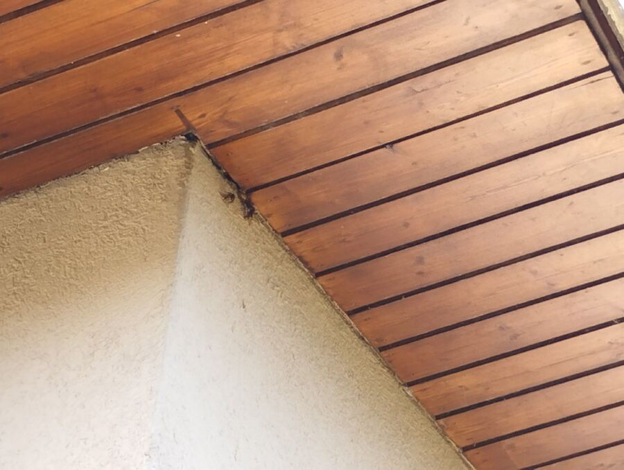  Bienennest entfernen