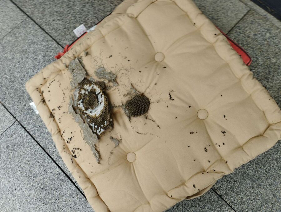  Bienennest entfernen.jpeg