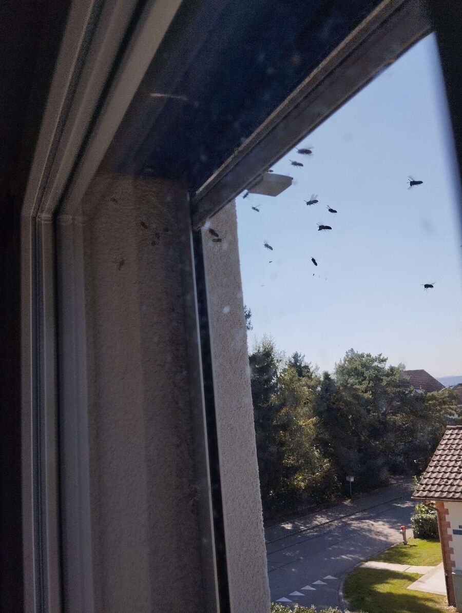  Bienennest entfernen.jpeg