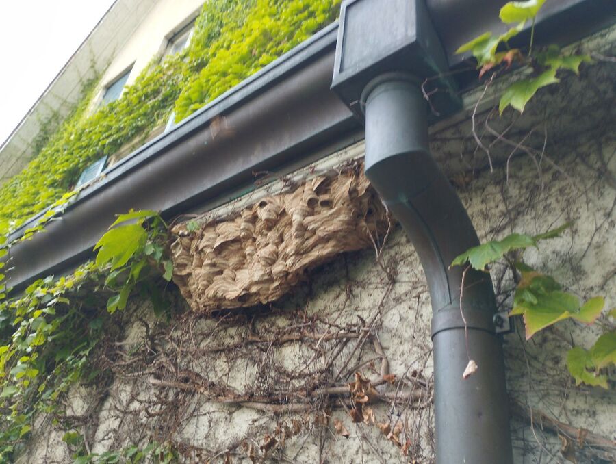 Bienennest entfernen.jpeg