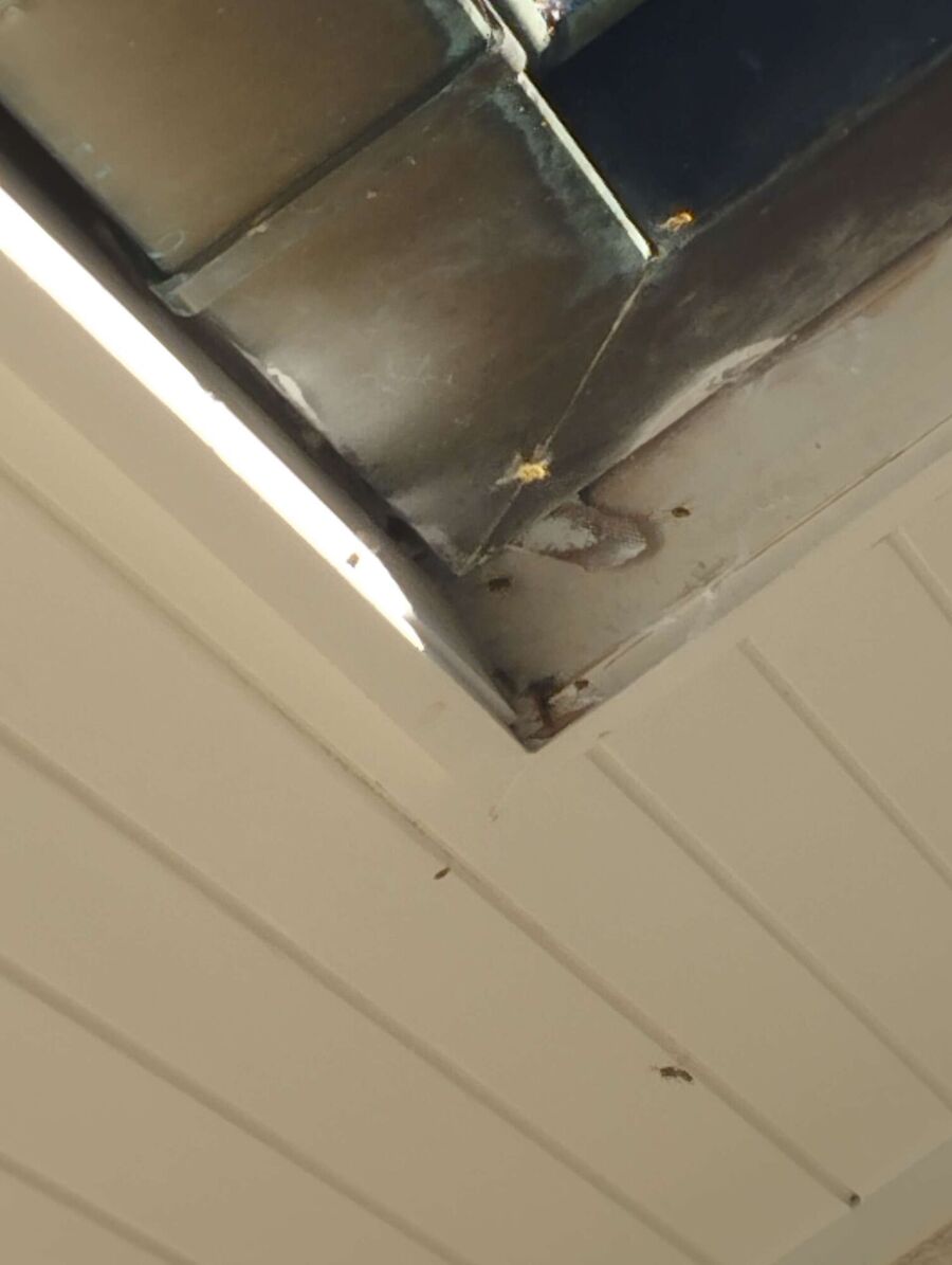  Bienennest entfernen.jpeg