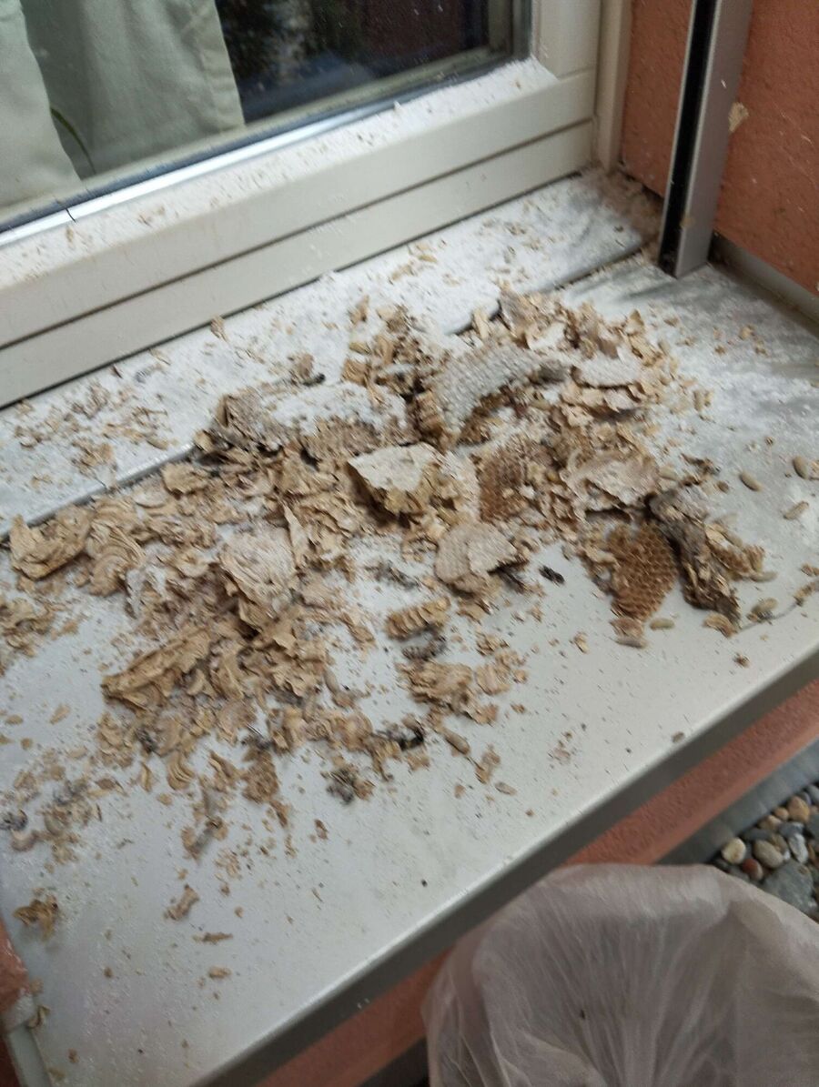  Bienennest entfernen.jpeg