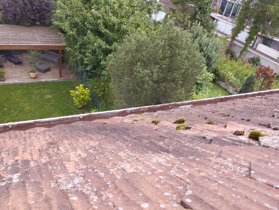  Bienennest entfernen.jpeg