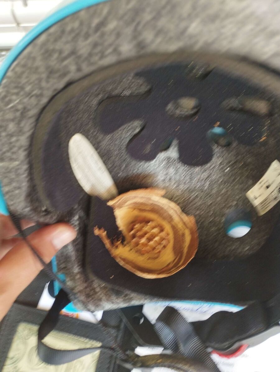  Bienennest entfernen