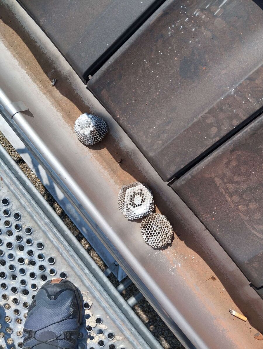  Bienennest entfernen