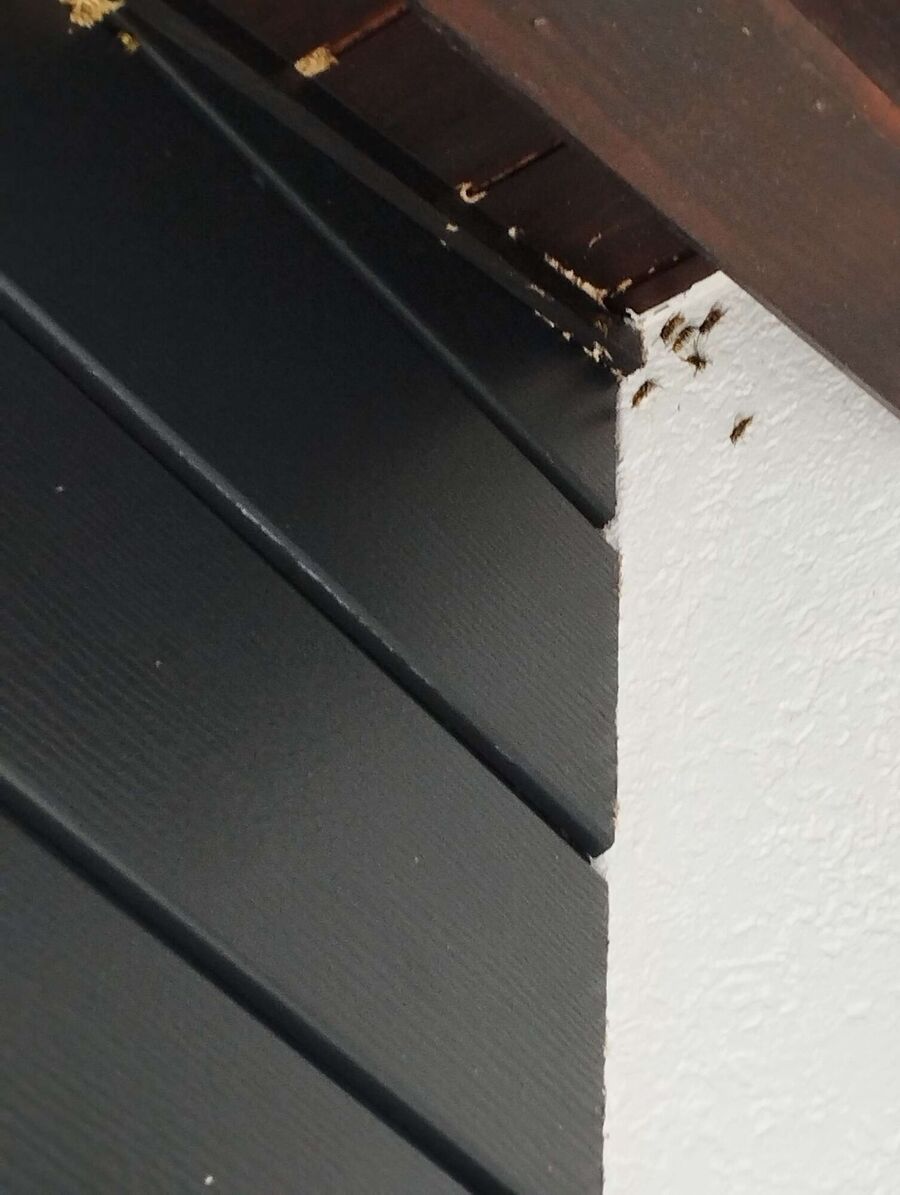  Bienennest entfernen.jpeg