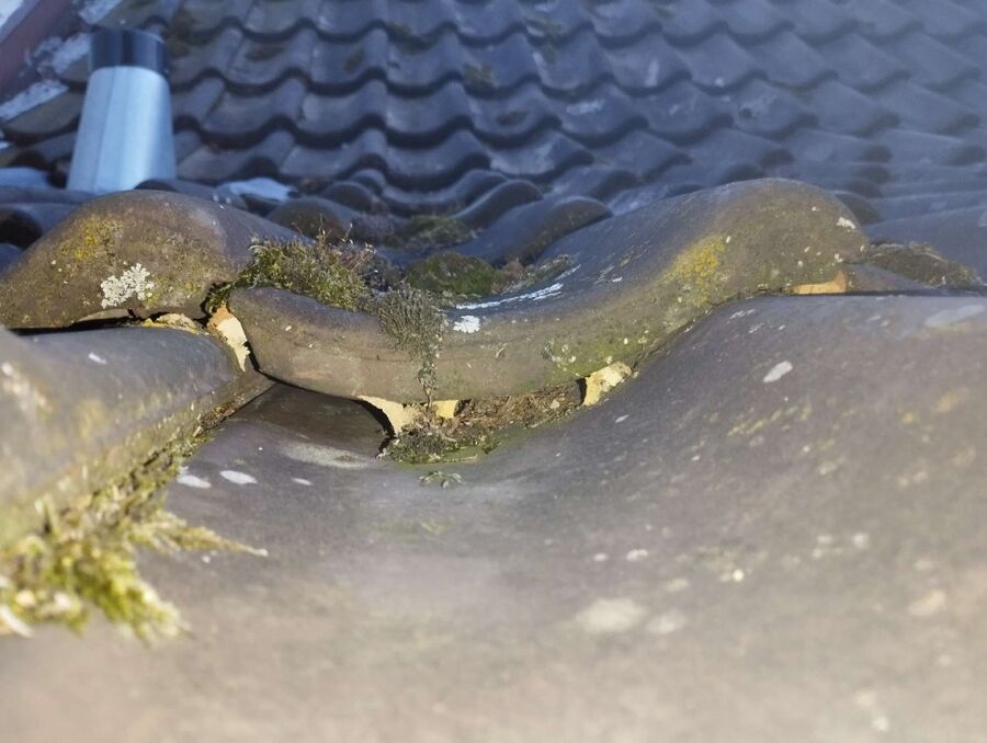  Bienennest entfernen