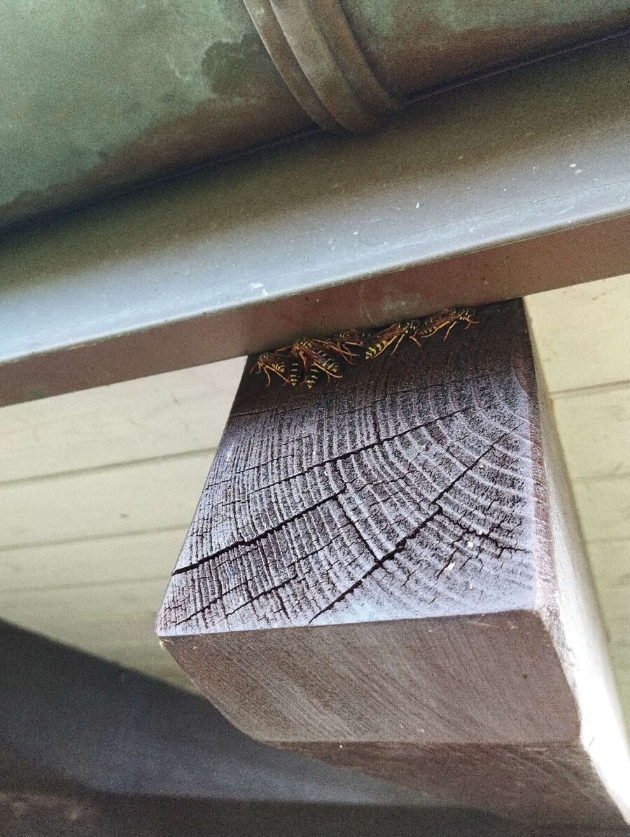  Bienennest entfernen.jpeg