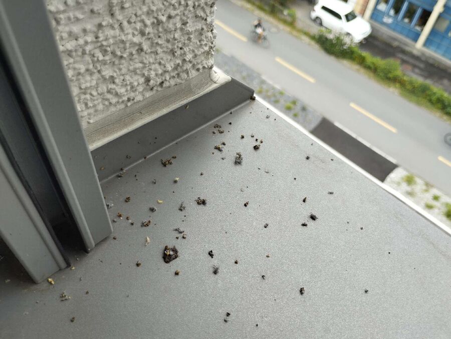 Bienen umsiedeln &  Bienennest entfernen 