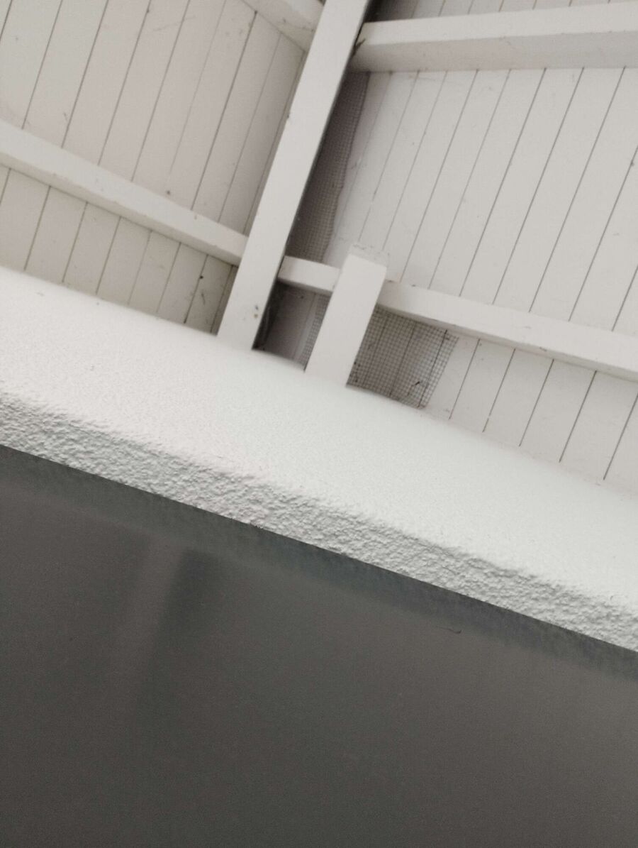 Bienen umsiedeln &  Bienennest entfernen 