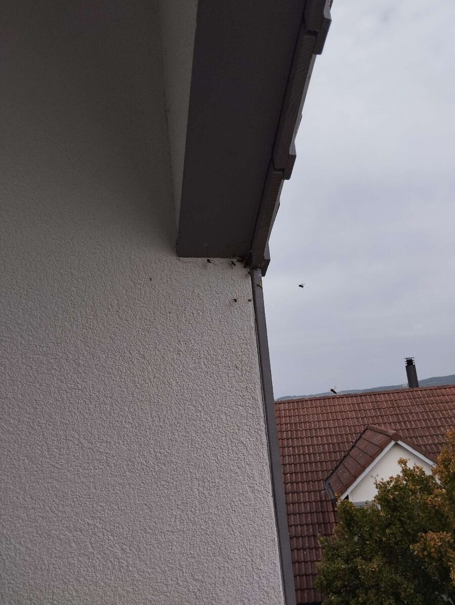 Bienen umsiedeln &  Bienennest entfernen 