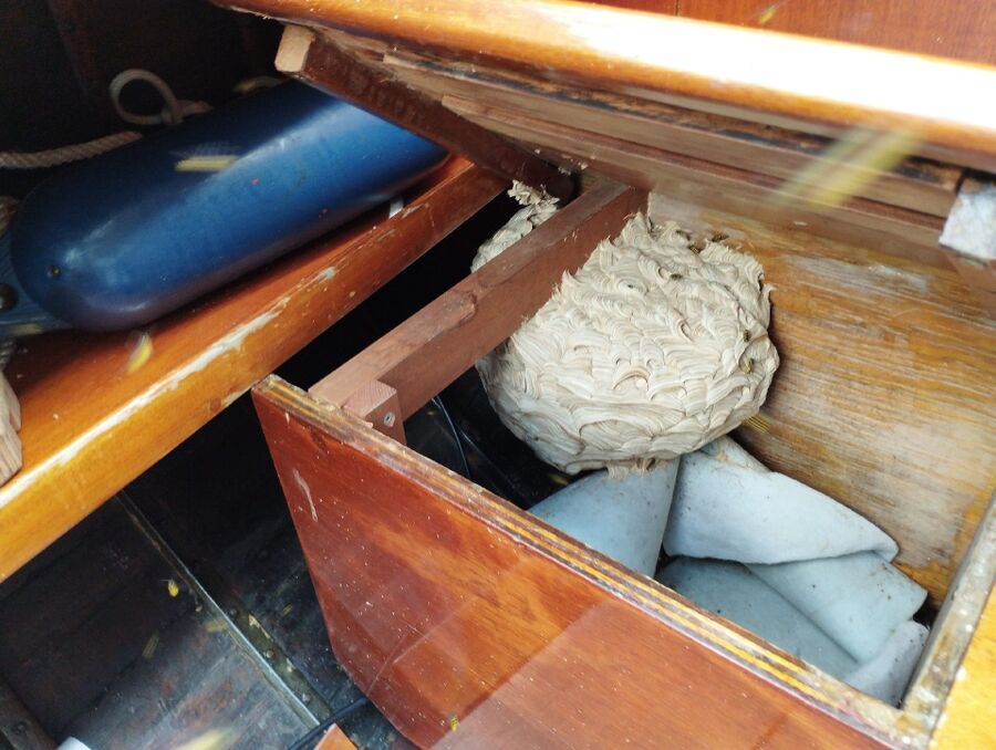  Bienennest entfernen