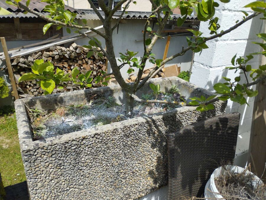  Bienennest entfernen.jpeg