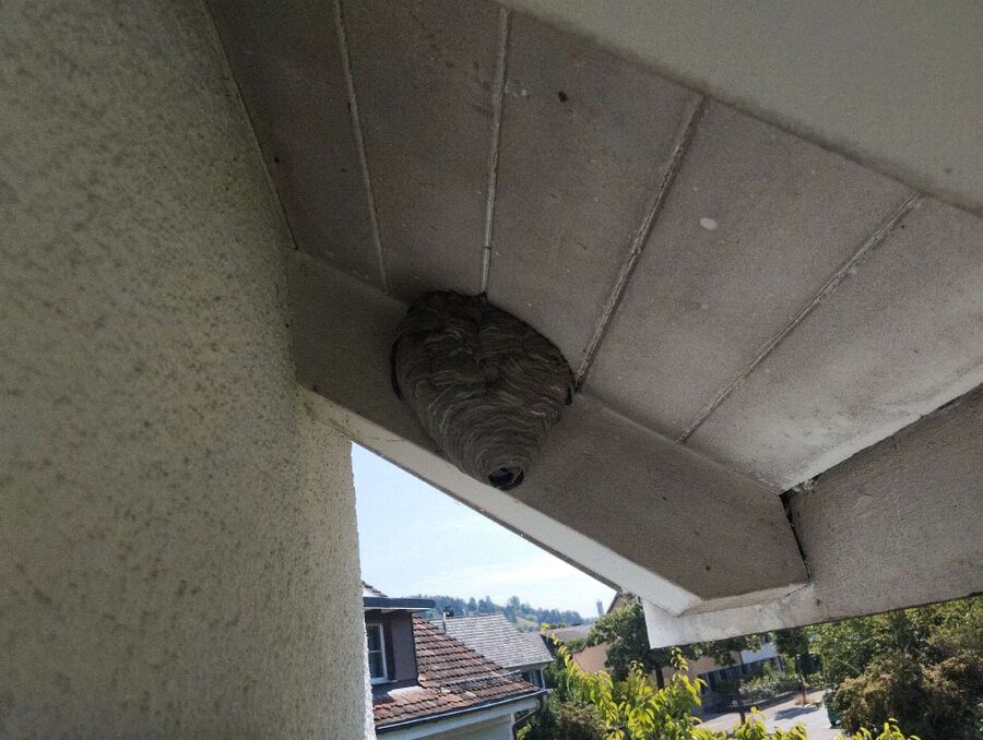  Bienennest entfernen.jpeg