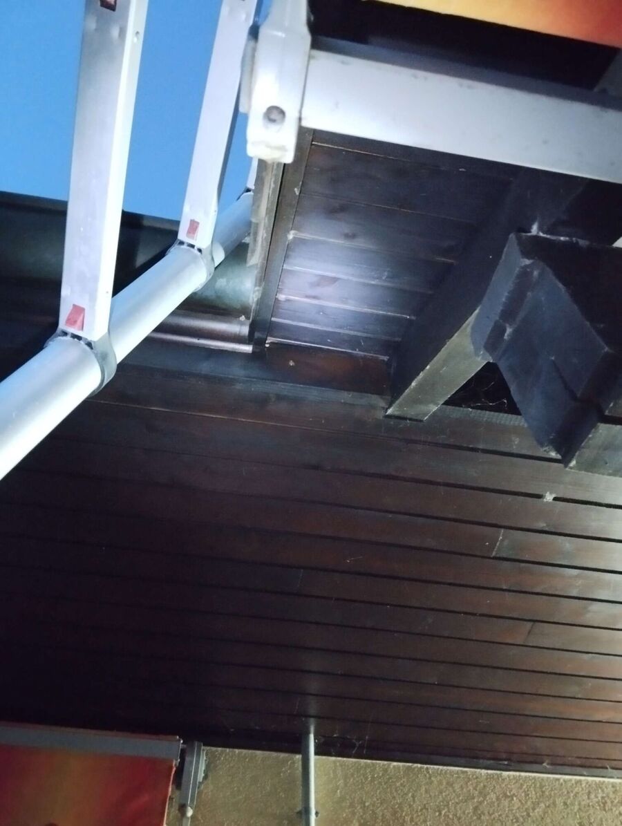 Bienen umsiedeln &  Bienennest entfernen 