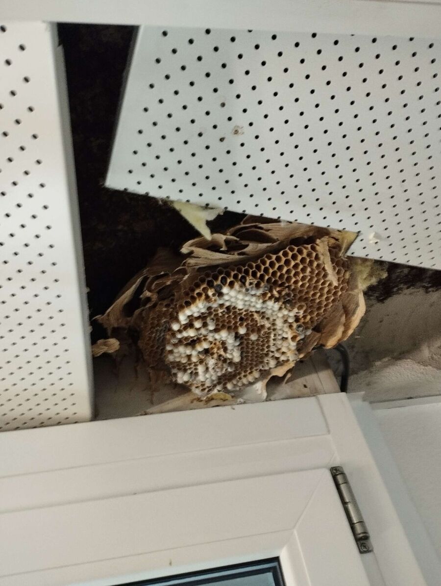  Bienennest entfernen