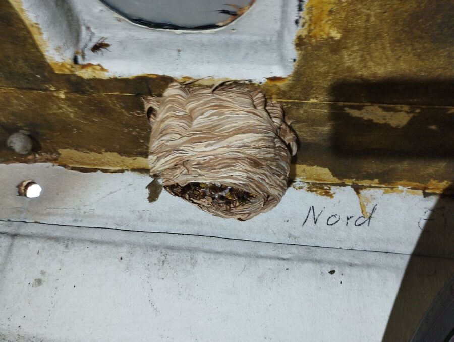 Bienen umsiedeln &  Bienennest entfernen 