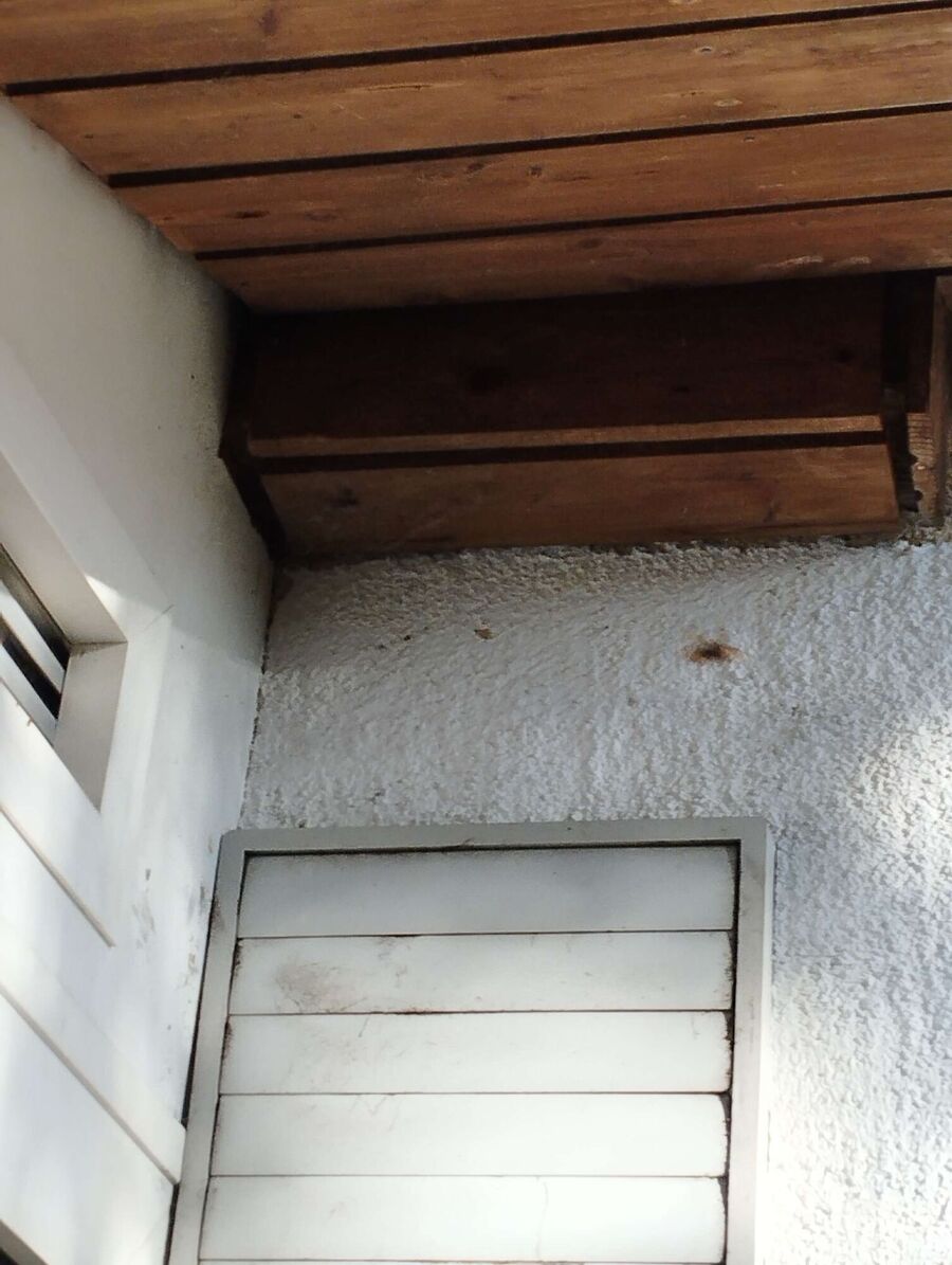  Bienennest entfernen