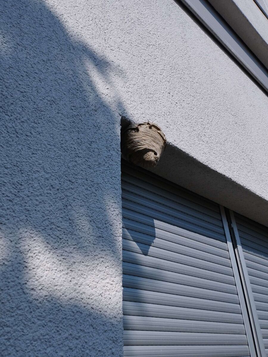  Bienennest entfernen